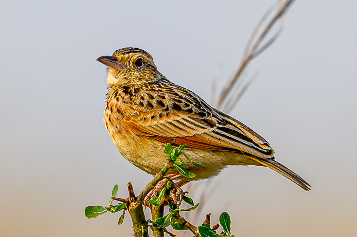 Rufous-naped Lark - ML645011442