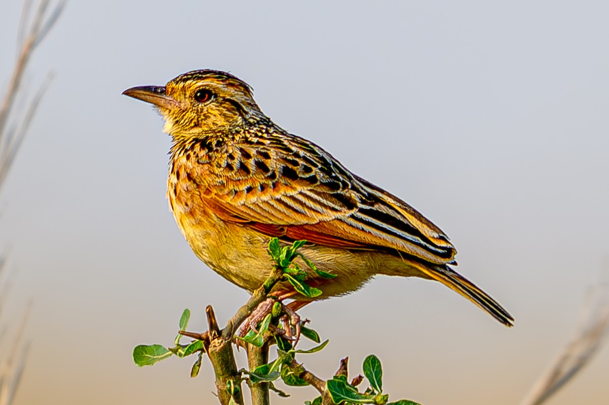 Rufous-naped Lark - ML645011443