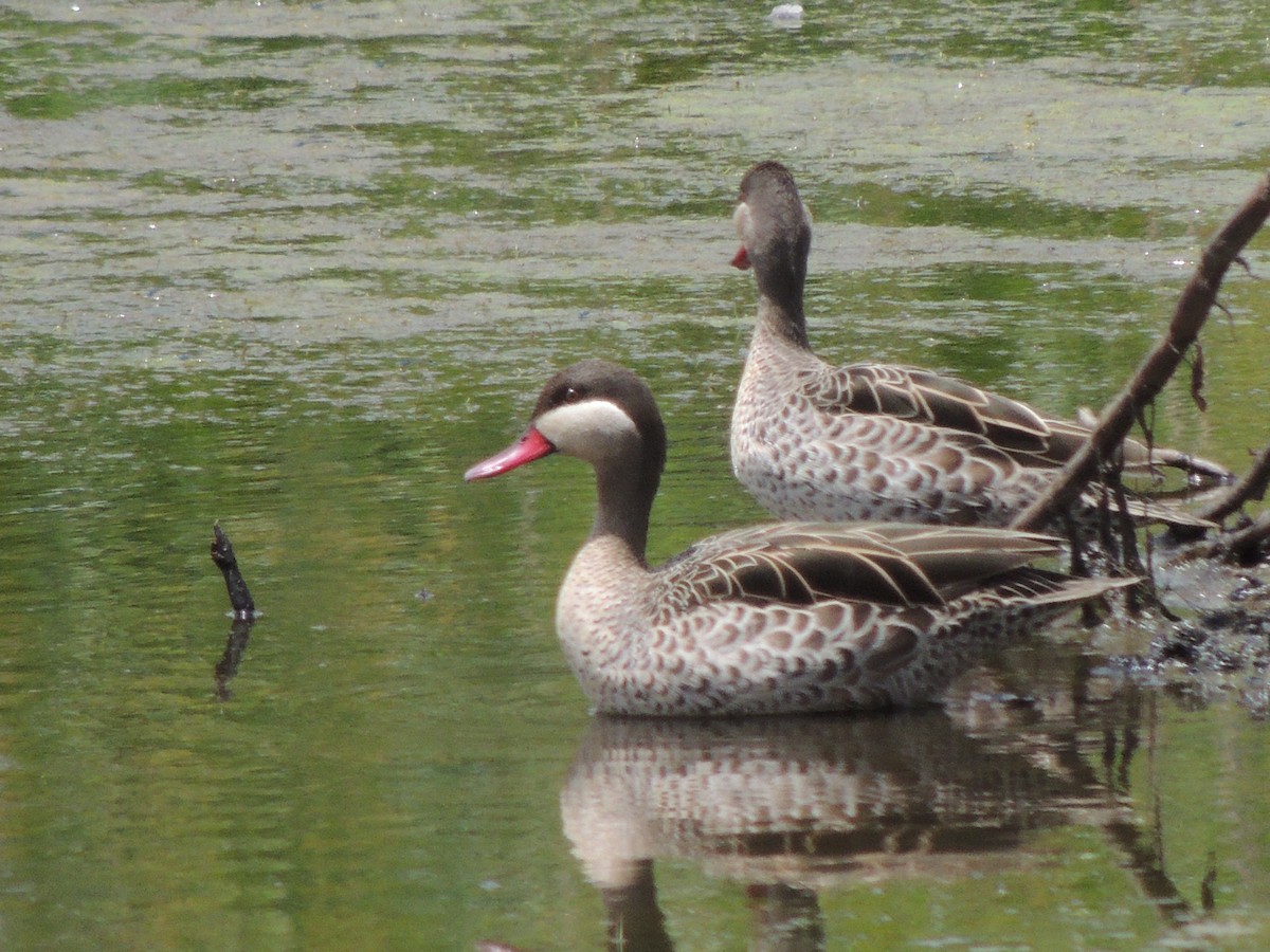 Ánade Piquirrojo - ML645011444
