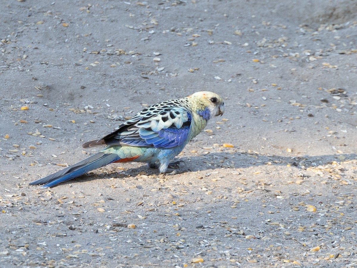 Pale-headed Rosella - ML645011454