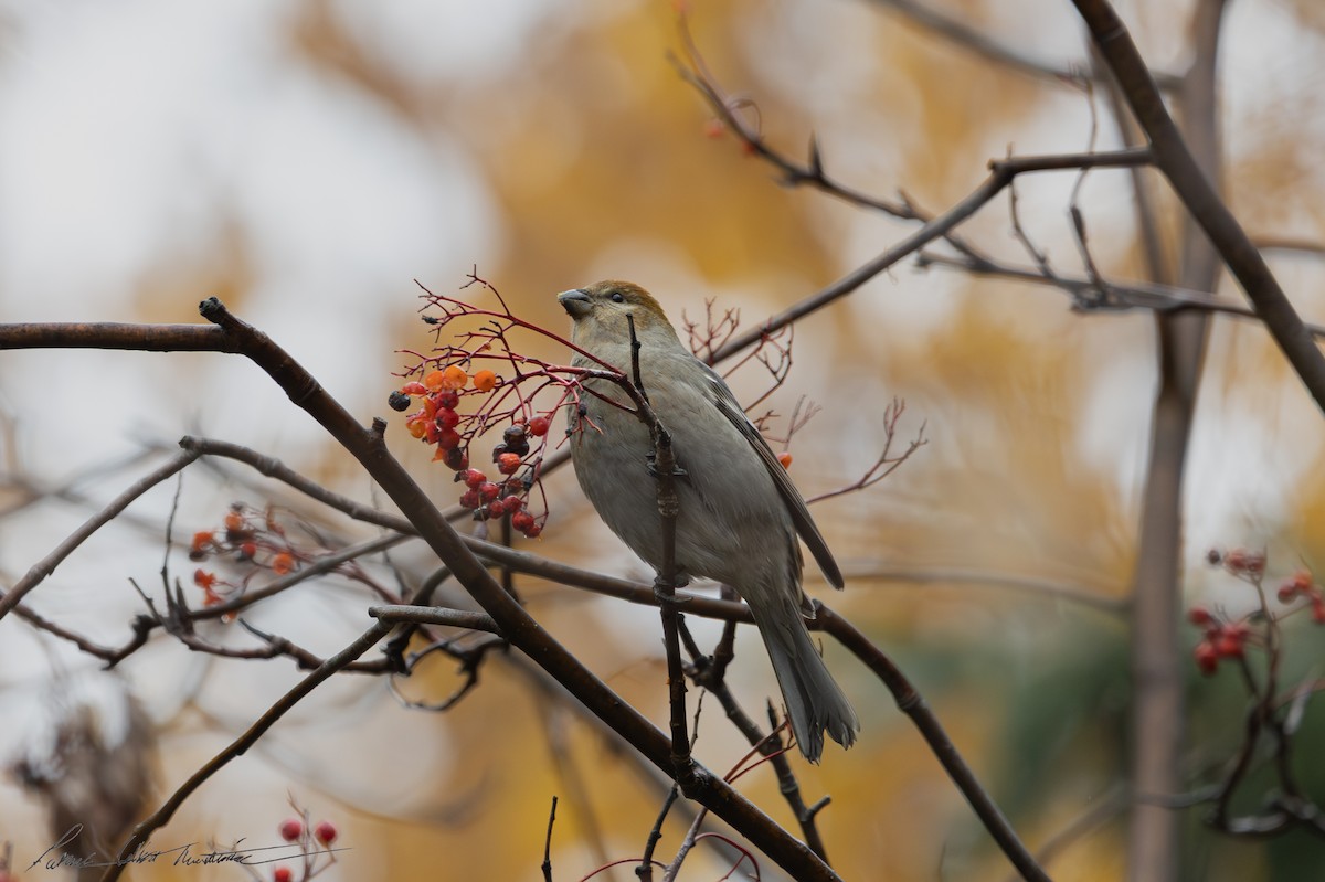 Pinu-gailupa - ML645011479