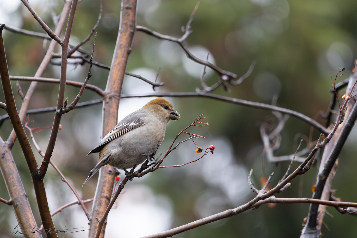 Pinu-gailupa - ML645011483