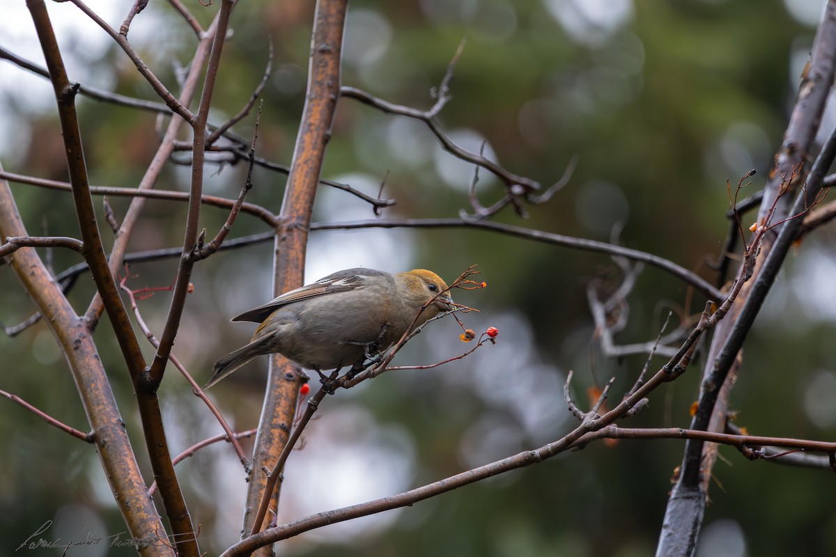 Pinu-gailupa - ML645011484