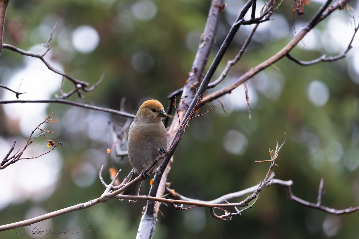 Pinu-gailupa - ML645011485