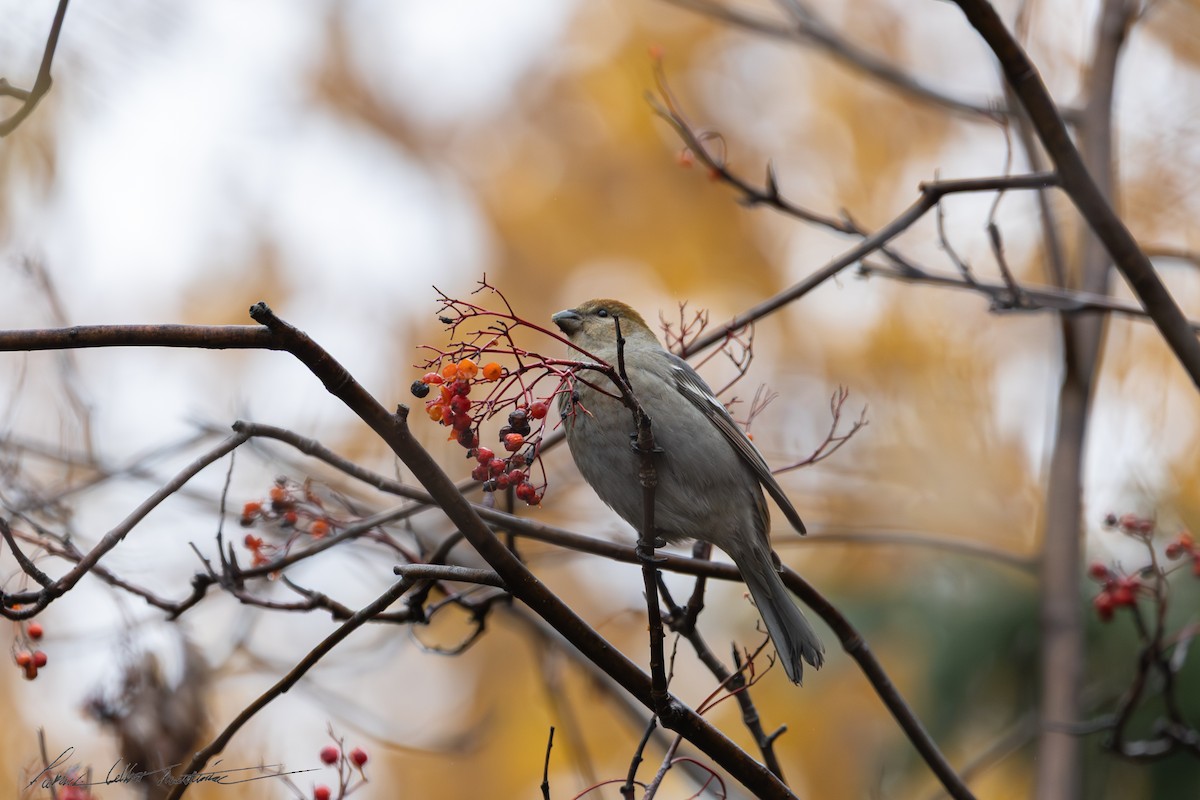 Pinu-gailupa - ML645011486