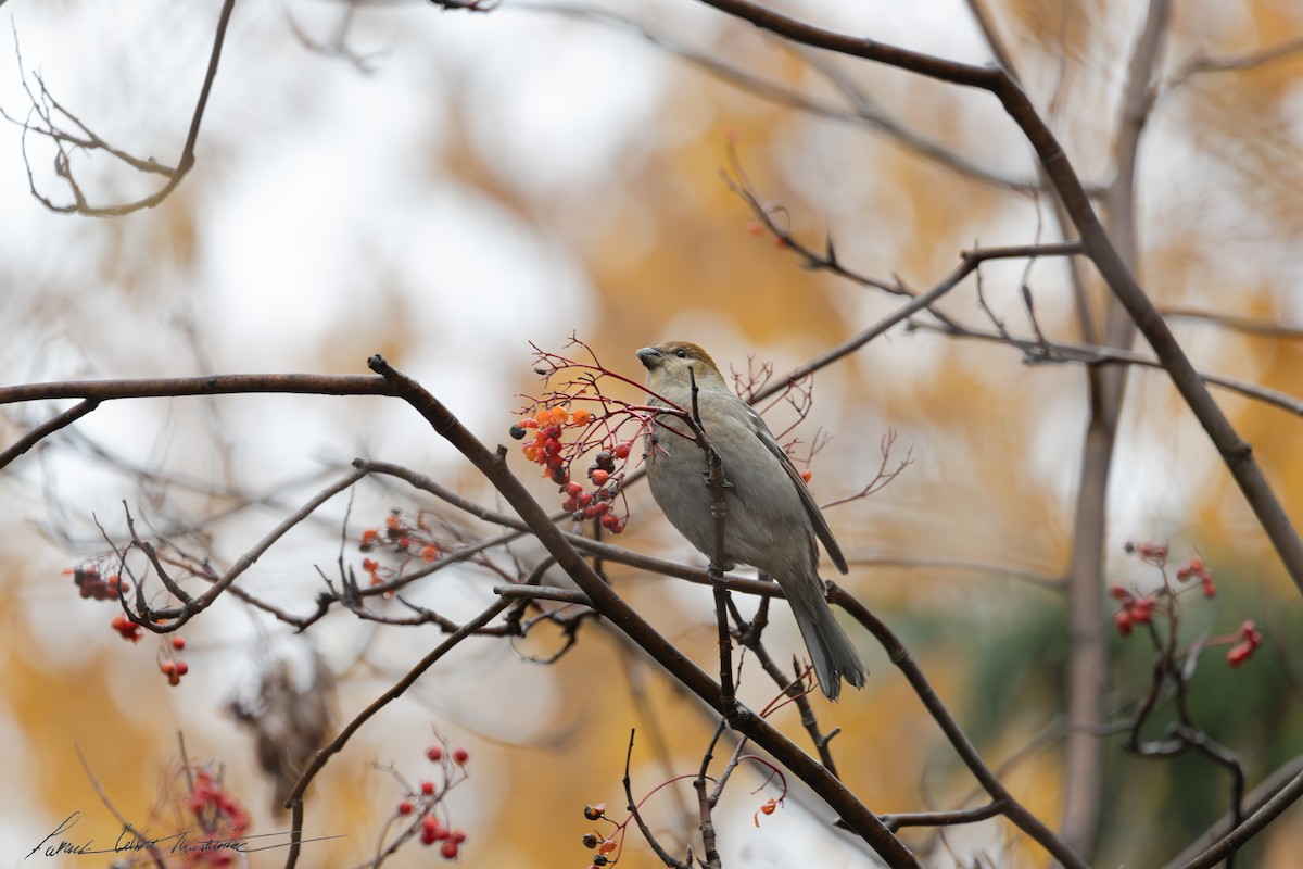 Pinu-gailupa - ML645011487