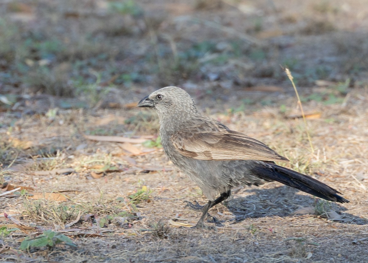 Apostlebird - ML645011492