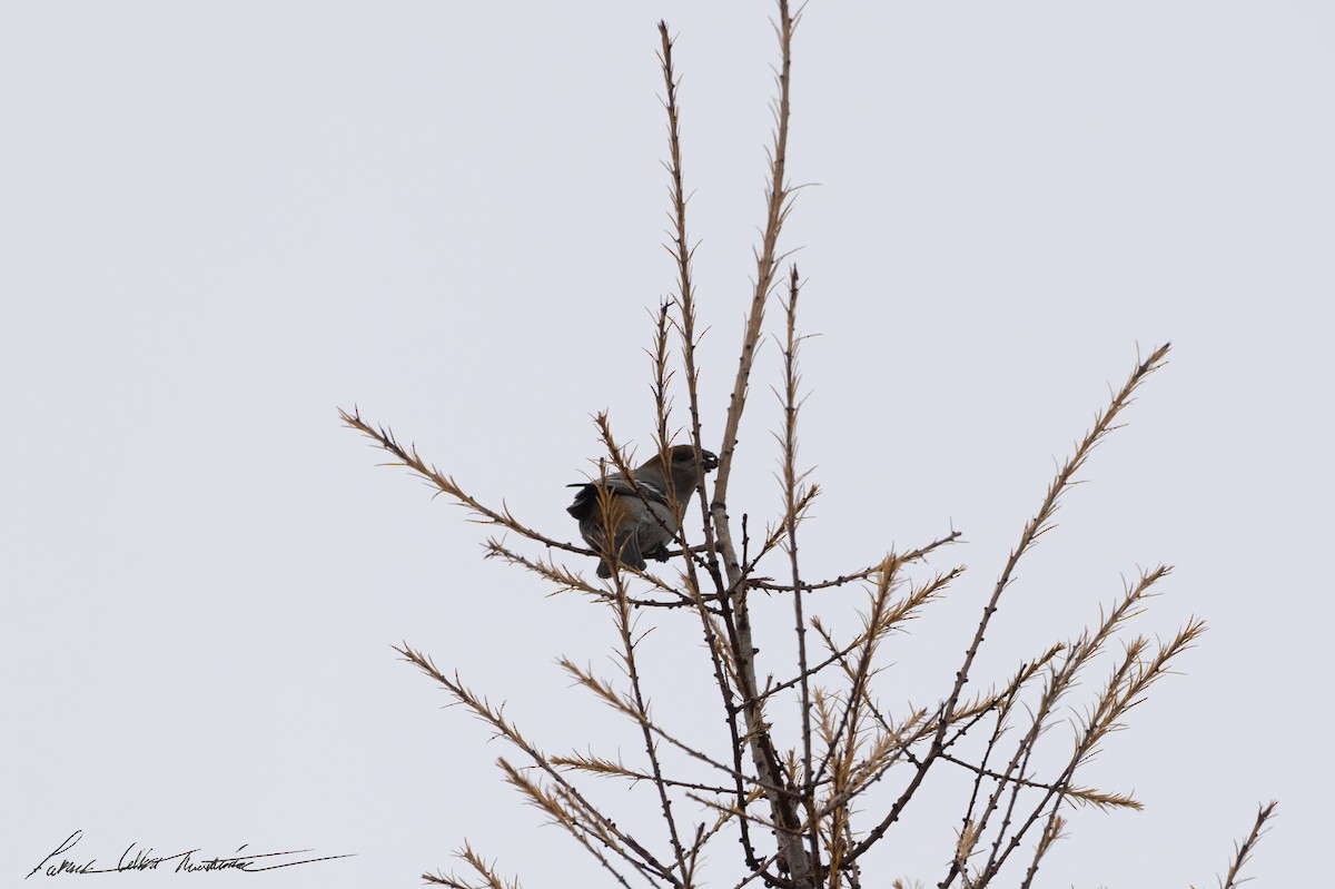 Pinu-gailupa - ML645011503