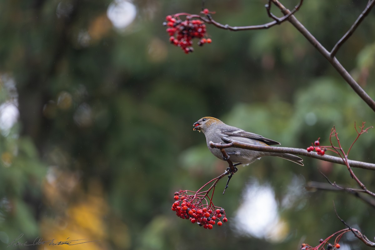 Pinu-gailupa - ML645011504