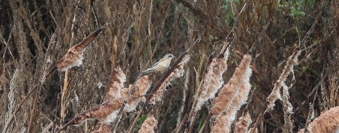 Eurasian Penduline-Tit - ML645011553