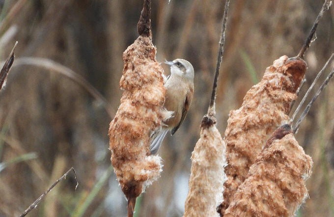 Eurasian Penduline-Tit - ML645011564