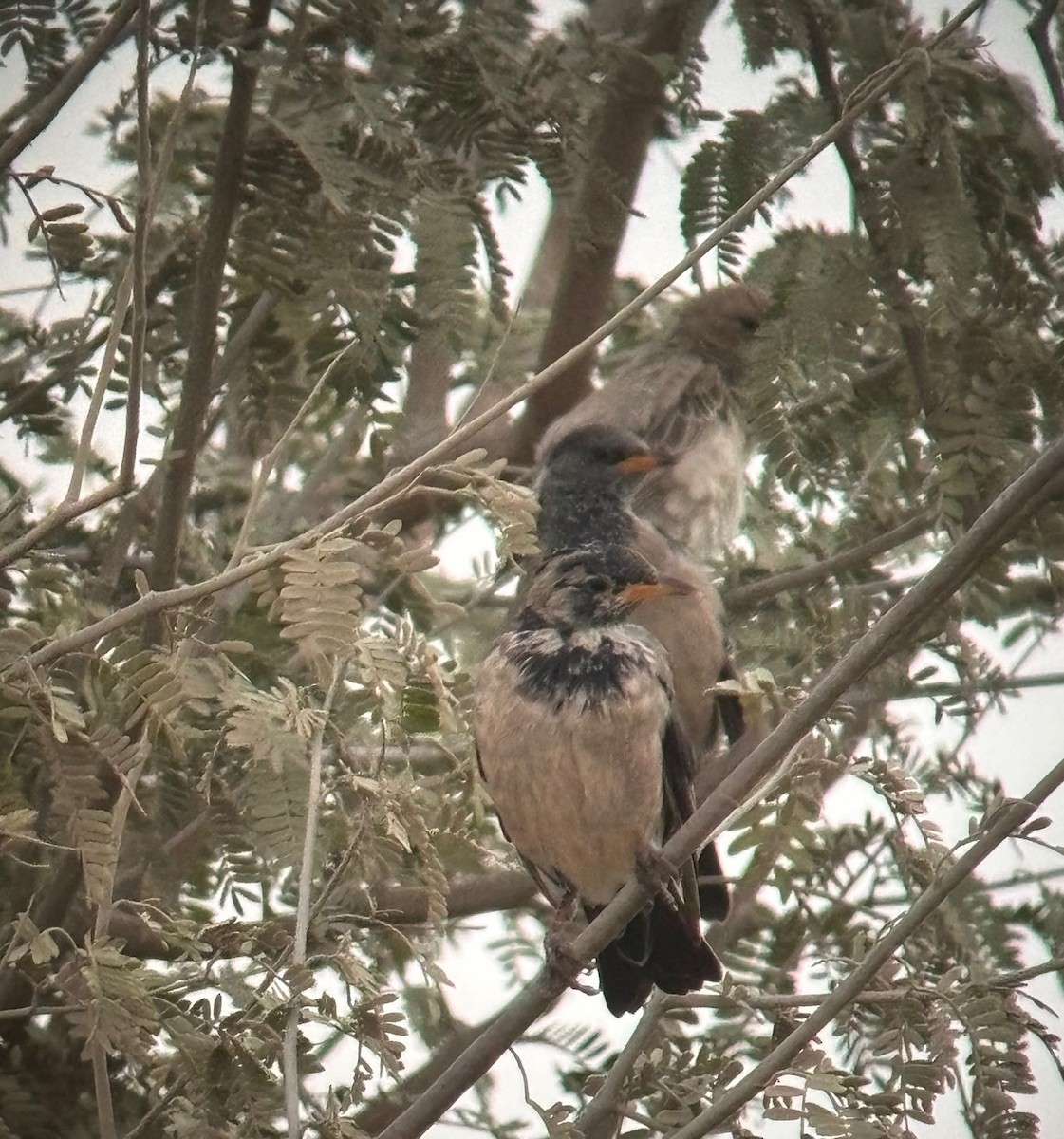 Rosy Starling - ML645011570