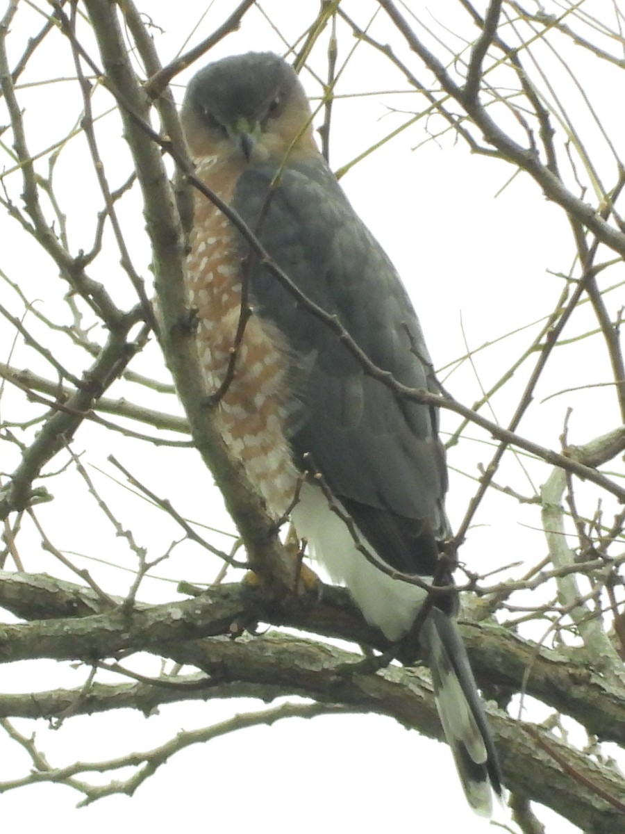 Gavilán de Cooper - ML645011629