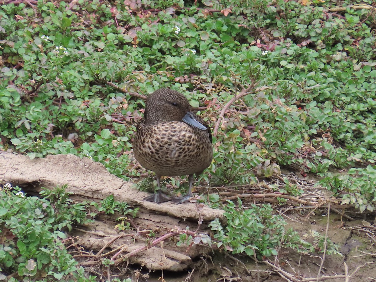 Sarcelle des Andes - ML645011651