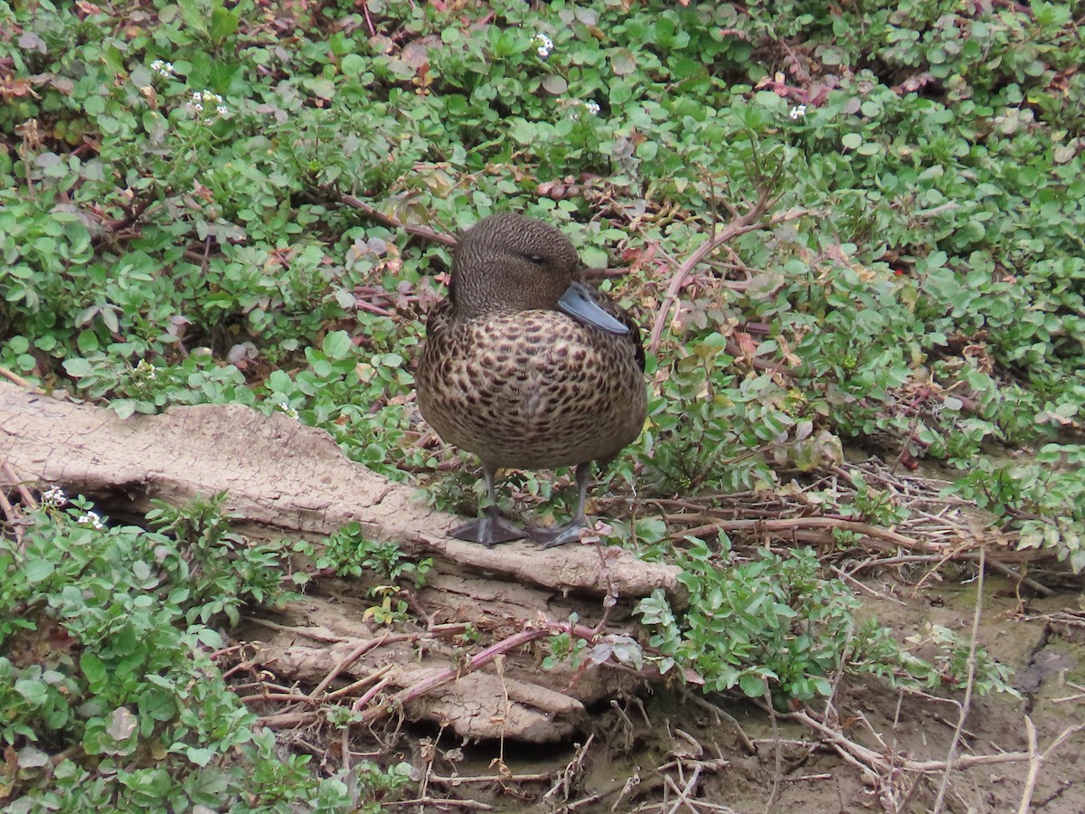 Sarcelle des Andes - ML645011652