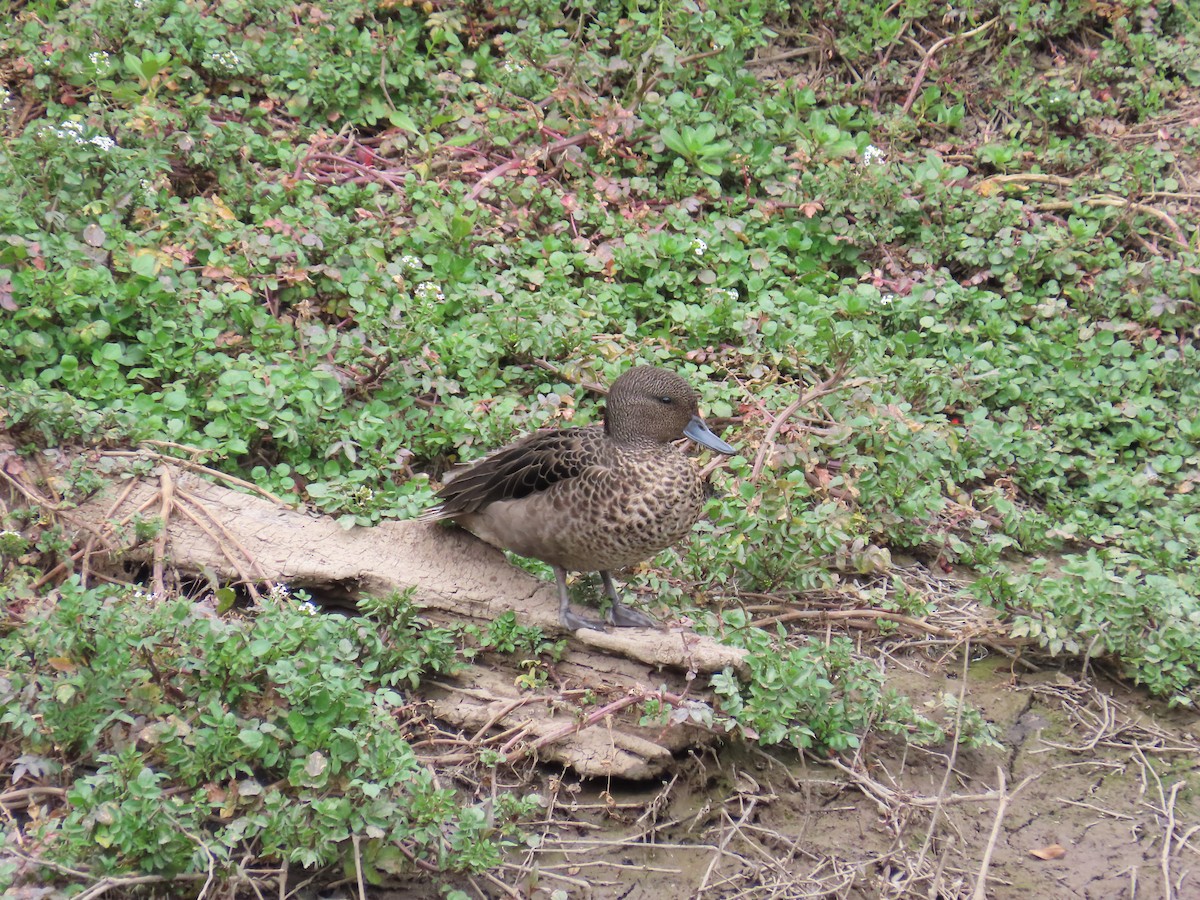 Sarcelle des Andes - ML645011653