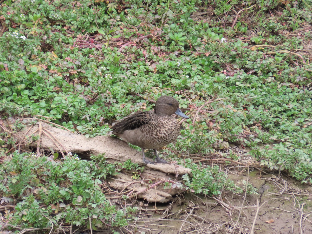 Sarcelle des Andes - ML645011654