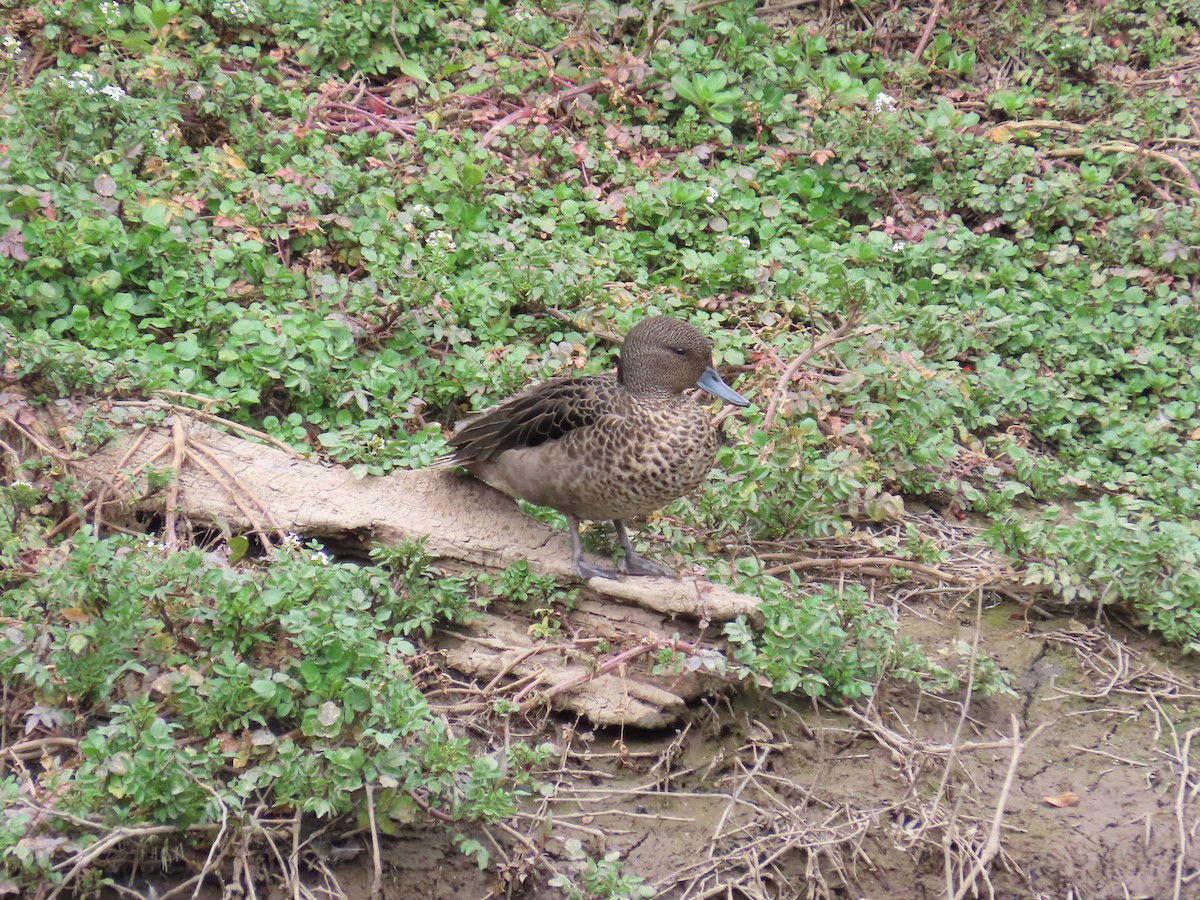 Sarcelle des Andes - ML645011656