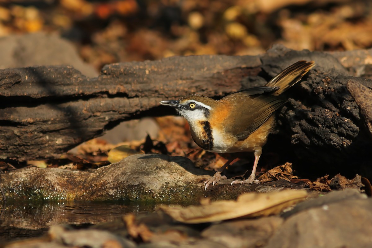 Lesser Necklaced Laughingthrush - ML645011667