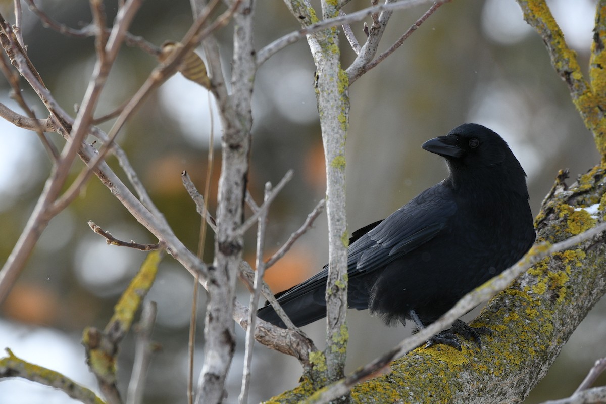 American Crow - ML645011674