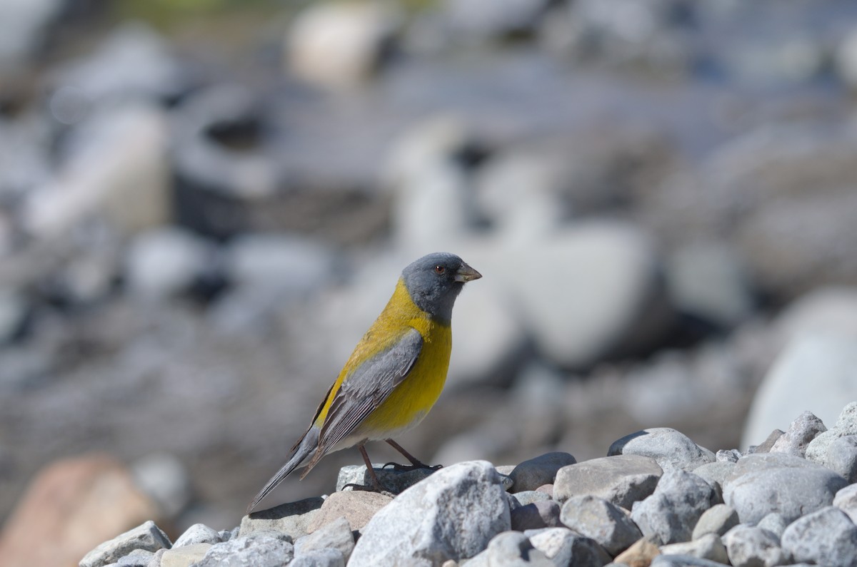 Gray-hooded Sierra Finch - ML645011680