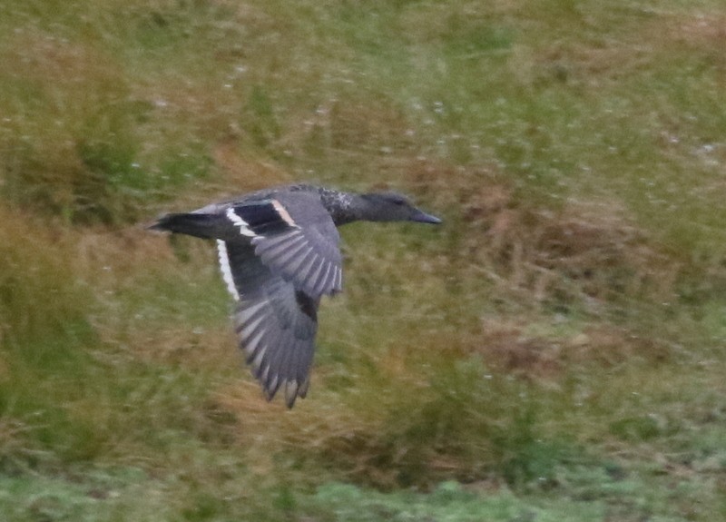 Sarcelle des Andes - ML645011681