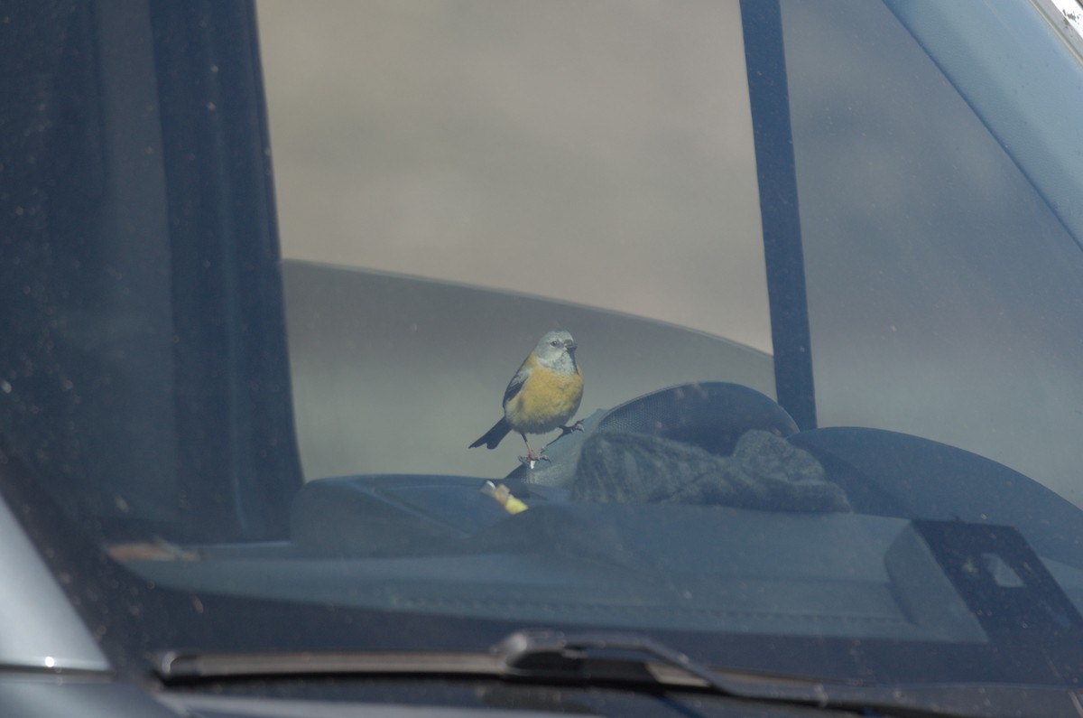 Gray-hooded Sierra Finch - ML645011685