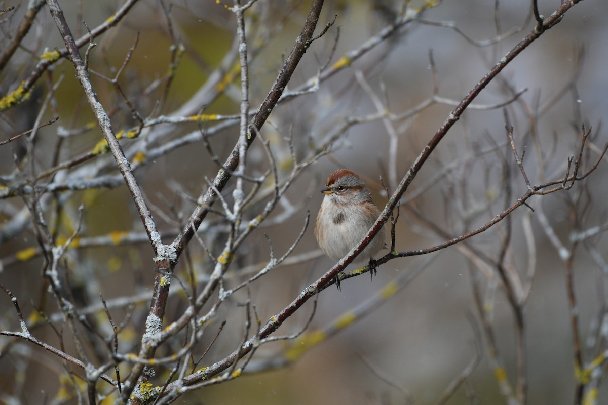 American Tree Sparrow - ML645011686
