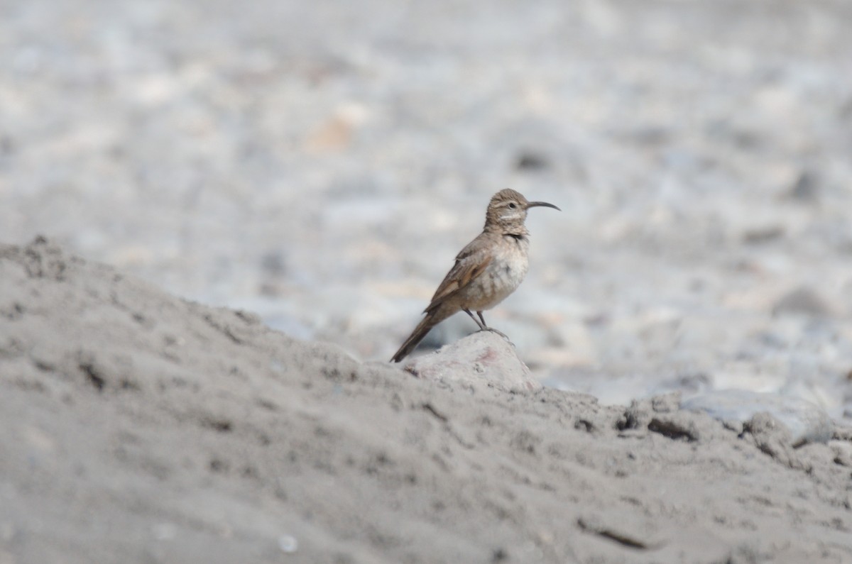 Scale-throated Earthcreeper - ML645011688