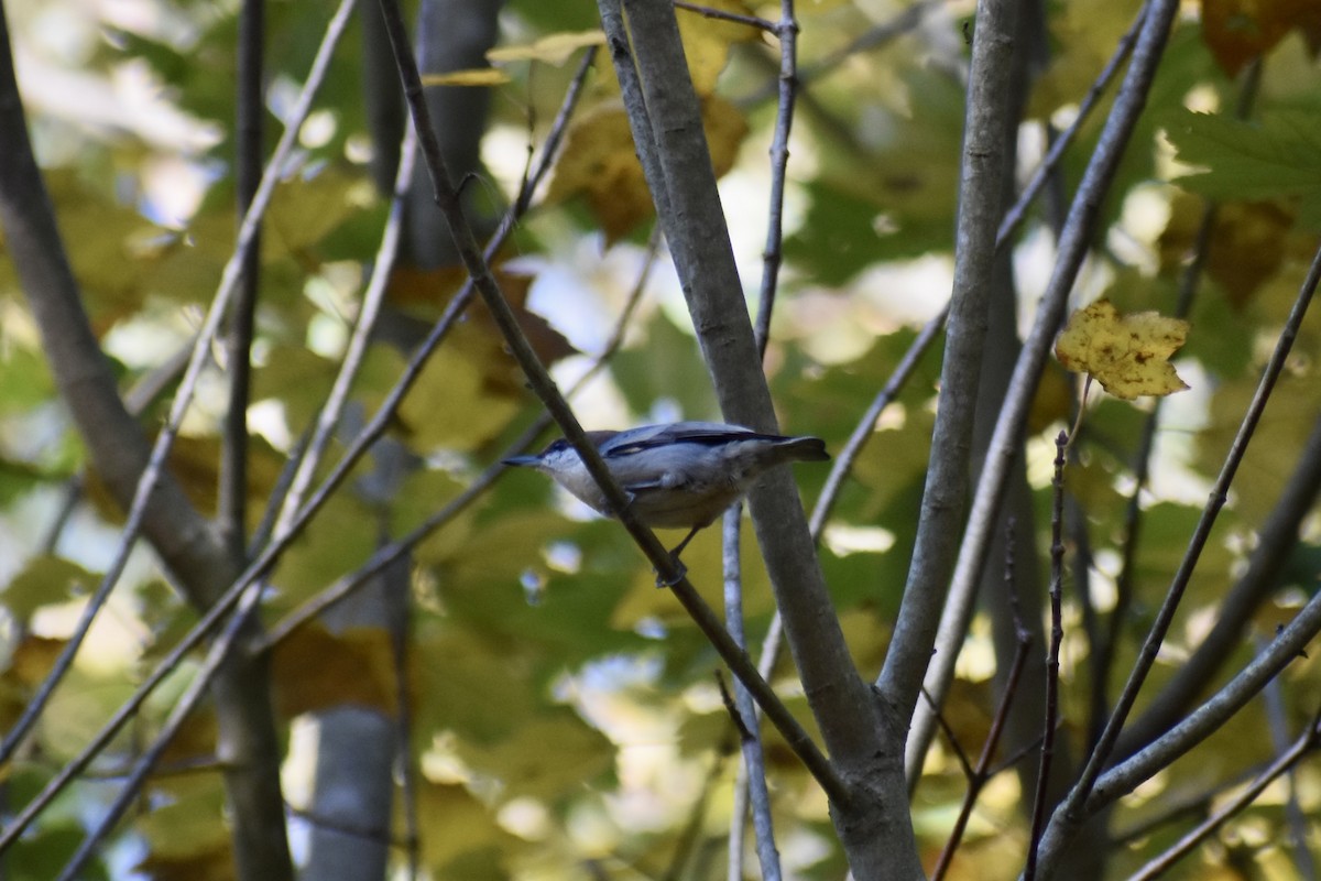 Trepador Cabecipardo - ML645011689