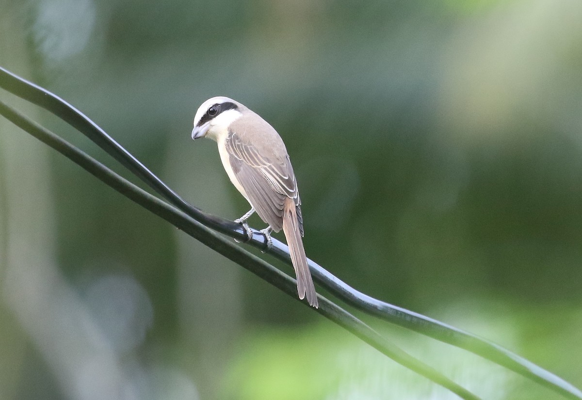 Brown Shrike - ML645011690