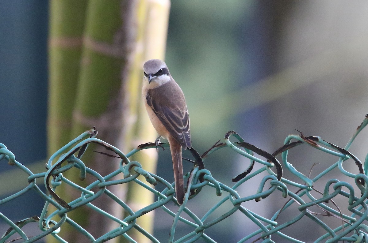 Brown Shrike - ML645011691