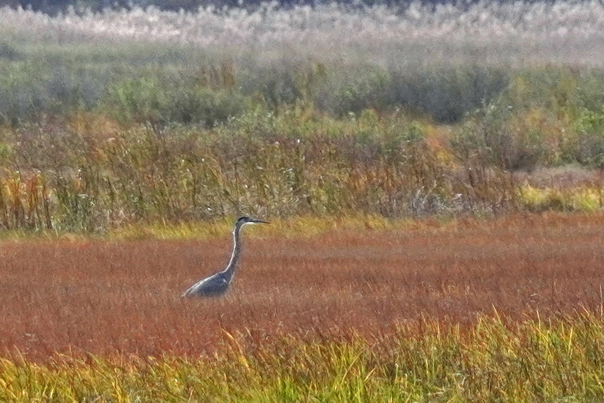 Great Blue Heron - ML645011708