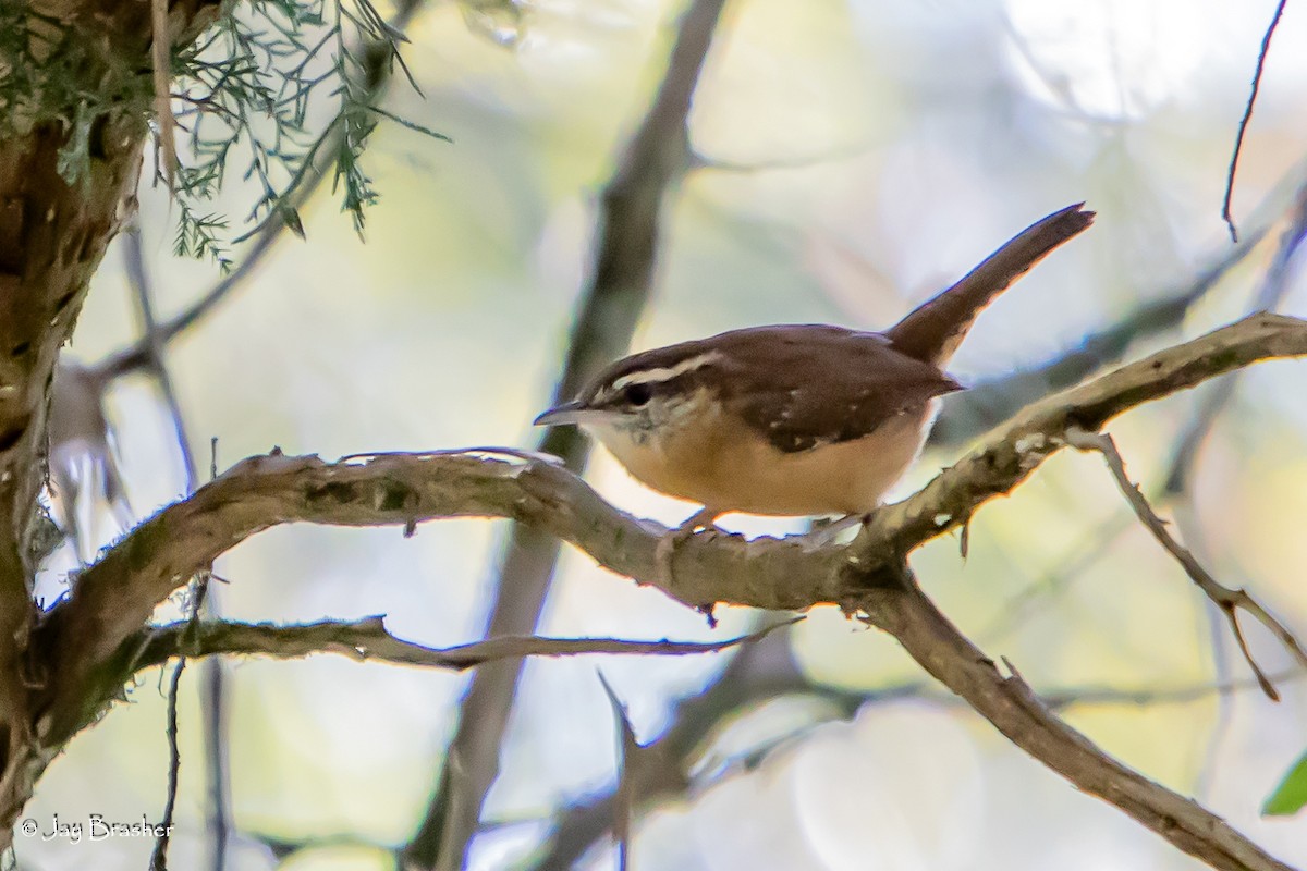 Carolina Wren - ML645011711