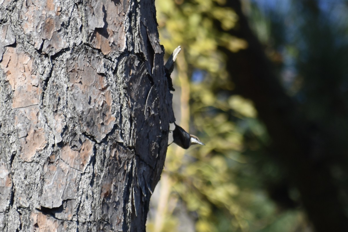 Trepador Cabecipardo - ML645011726