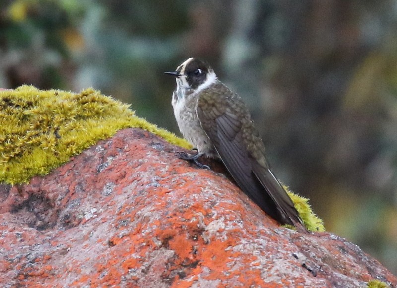 Green-bearded Helmetcrest - ML645011727