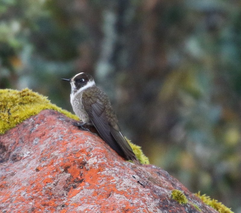 Green-bearded Helmetcrest - ML645011728