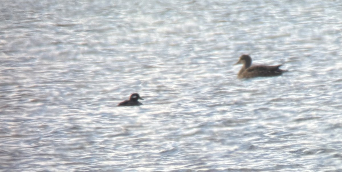 Büffelkopfente - ML645011739