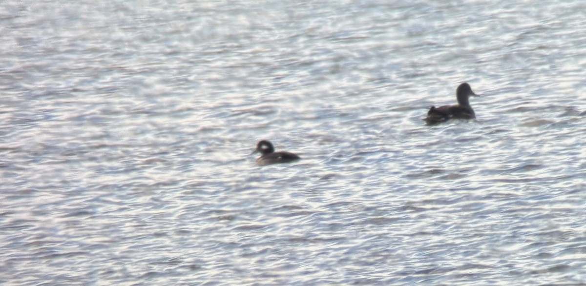 Büffelkopfente - ML645011740