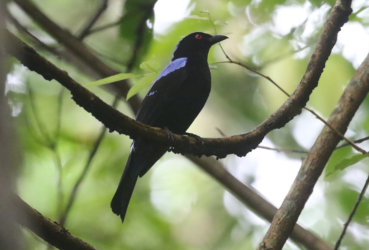 Asian Fairy-bluebird - ML645011747