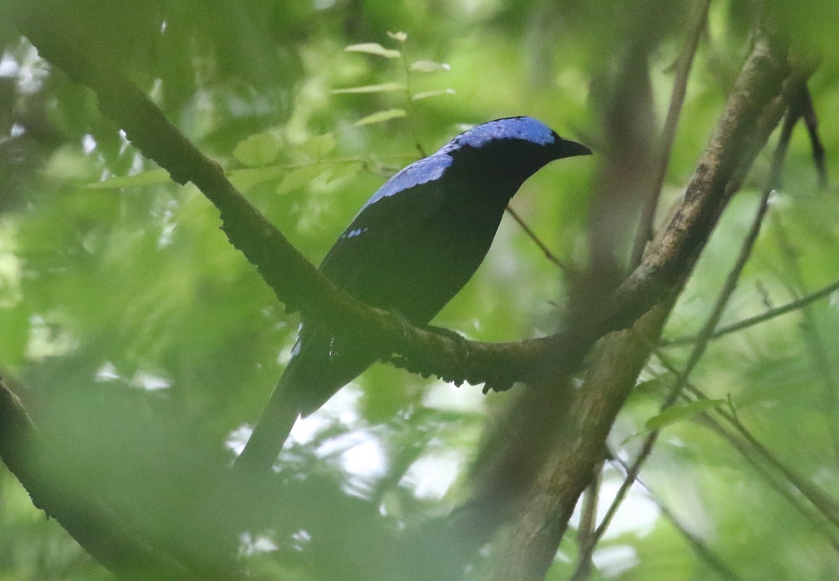 Asian Fairy-bluebird - ML645011748