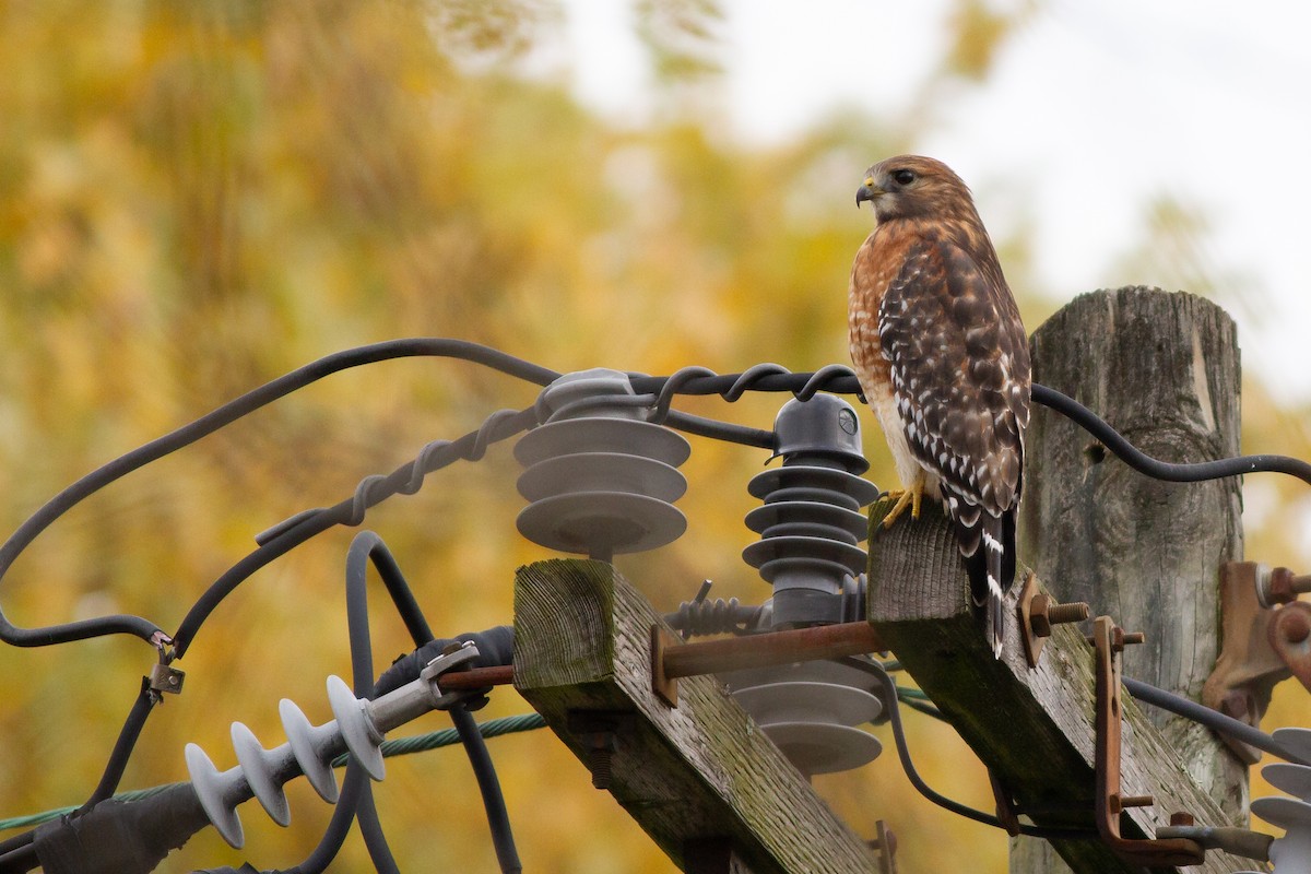 カタアカノスリ（lineatus グループ） - ML645011751
