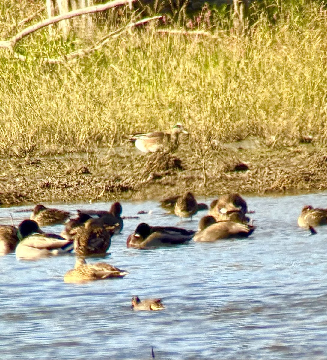 Kanadapfeifente - ML645011753