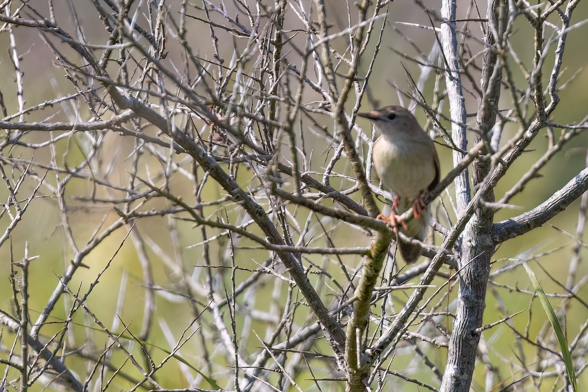 חרגולן מנומר - ML645011759