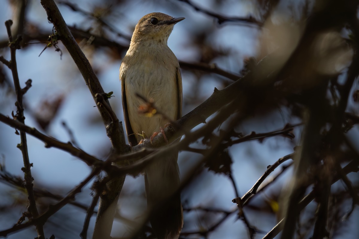 חרגולן מנומר - ML645011760