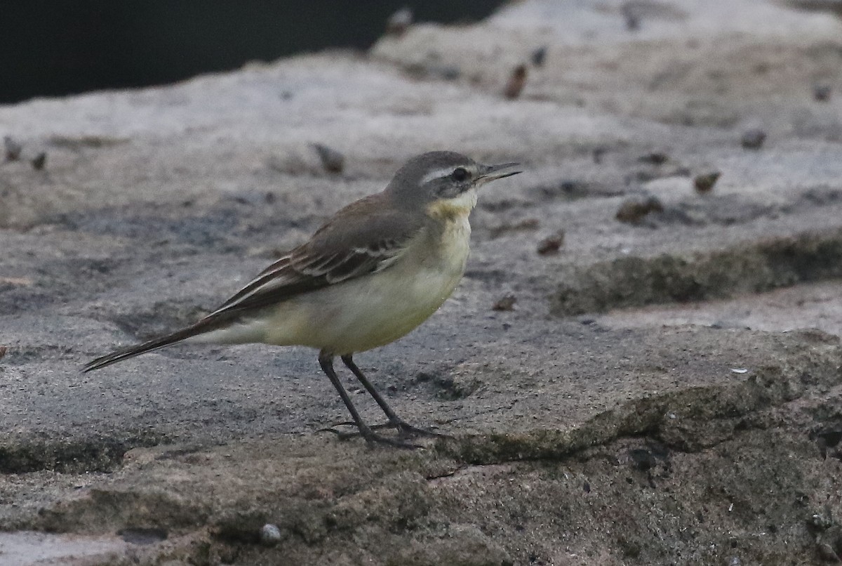 Eastern Yellow Wagtail - ML645011779