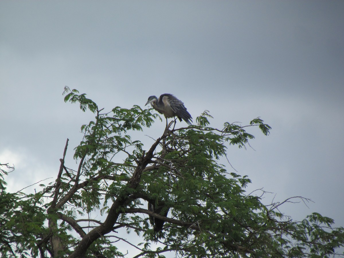 Héron mélanocéphale - ML645011789