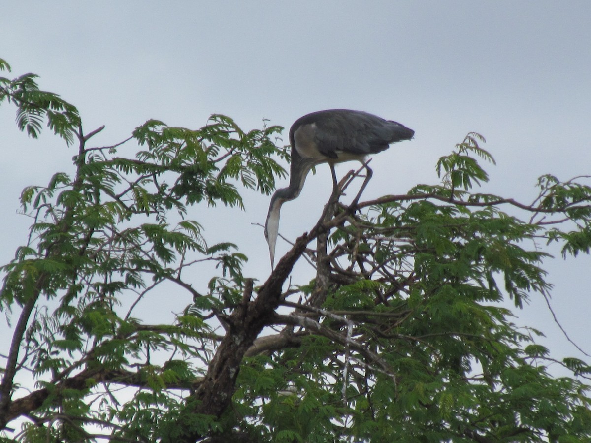 Héron mélanocéphale - ML645011790