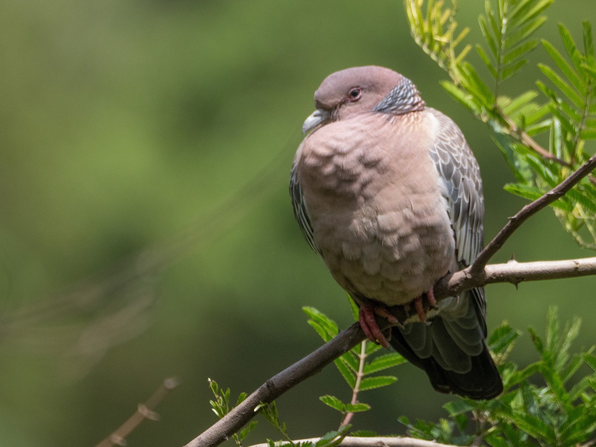 Pikazuro Güvercini - ML645011801