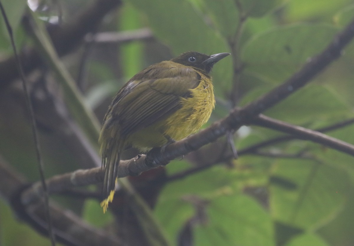 Andaman Bulbul - ML645011819